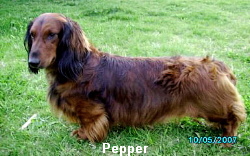 Katie's Pack: Pepper