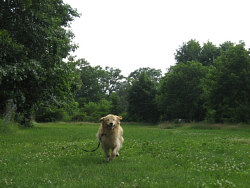 Wagner, Golden Retriever