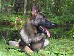Kaisur, German Shepherd