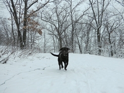 Abby Rose, Labrador Retriever