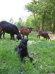Aoife, Kerry Blue Terrier; Amelia Bidelia, Bay Oberhasli; Rastus the fastus, Black Nubian; Sonjia the Begonia, Brown Nubian