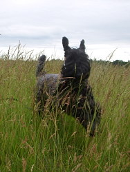 Aoife, Kerry Blue Terrier 