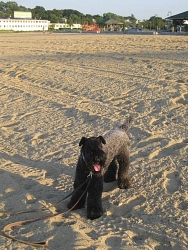 Aoife, Kerry Blue Terrier