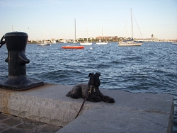 Aoife, Kerry Blue Terrier