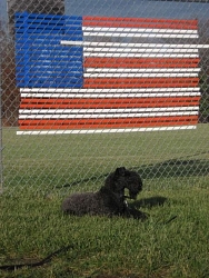 Aoife, Kerry Blue Terrier