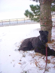 Aoife, Kerry Blue Terrier