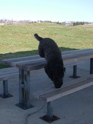 Aoife, Kerry Blue Terrier