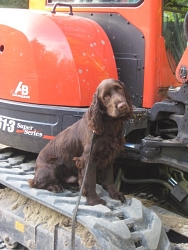 Bacio, Field Spaniel