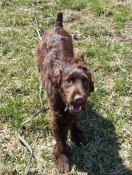 Bacio, Spaniel