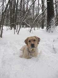 Bailey, Labrador Retriever