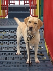 Bailey, Labrador Retriever