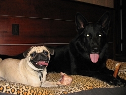 Bailey, Pug; Traak, German Shepherd