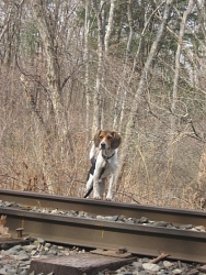 Bean, Beagle