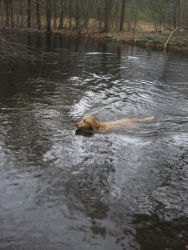 Bella, Golden Retriever