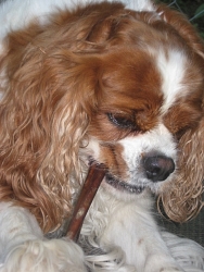 Bentley, Cavalier King Charles Spaniel