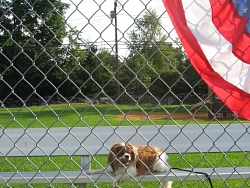 Bentley, Cavalier King Charles Spaniel