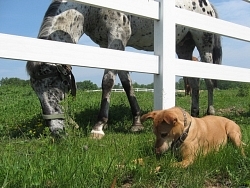 Betel, Rhodesian Ridgeback cross