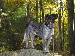 Boris, Hound cross