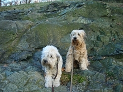 Brambles & Gaddy, Soft-Coated Wheaten Terriers