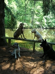 Buay, Soft-Coated Wheaten Terrier cross; Zilber, Weimaraner; Ivy, Staffordshire Bull Terrier; Traak, German Shepherd