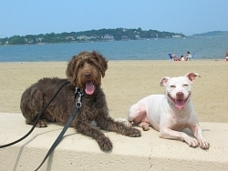 Buckley, Wire-haired Pointing Griffon; Ivy, Staffordshire Bull Terrier