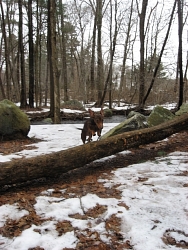 Buddy, Dachsund