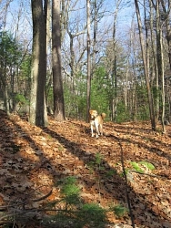 Buddy, Retriever cross