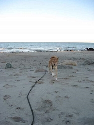 Buddy, Retriever cross