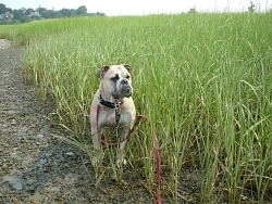 Bullger, Old English Bulldog