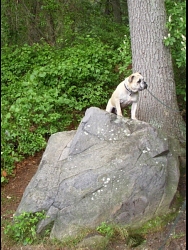 Bullger, Olde English Bulldog