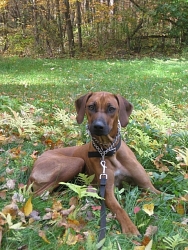 Bundu, Rhodesian Ridgeback