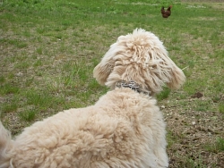 Buster Brown, Goldendoodle