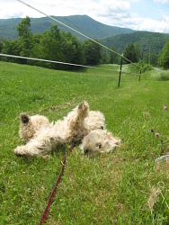 Buster Brown, Goldendoodle