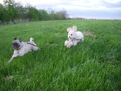 Capone, Pug & Lola, Maltipoo