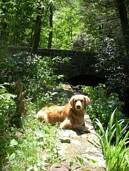 Chappy, Golden Retriever