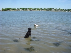 Charley, Retriever cross