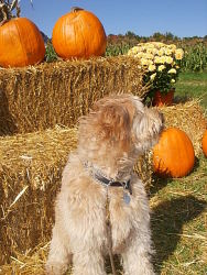 Charlie, Goldendoodle