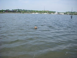 Charlie, Golden Doodle