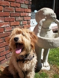 Charlie, Goldendoodle