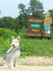 Charlie, Wire Fox Terrier