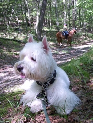 Chewy, West Highland White Terrier