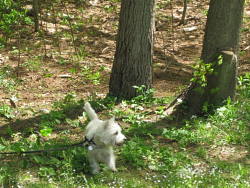 Chloe, Westie