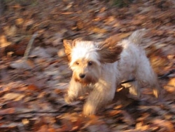 Chloe, Cockapoo