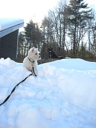 Chloe, West Highland White Terrier