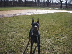 Cleo, Doberman