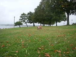 Coco, Olde English Bulldog