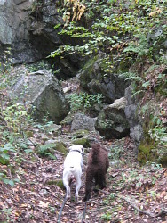 Cody, Labradoodle