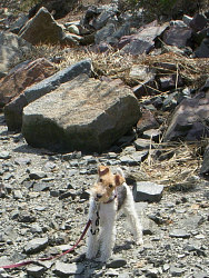 Cosmo, Wire-haired Fox Terrier