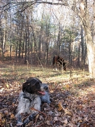 Cowboy, Pointer cross