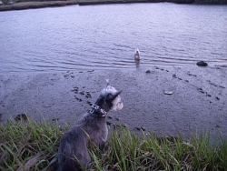 Daisy, Terrier cross